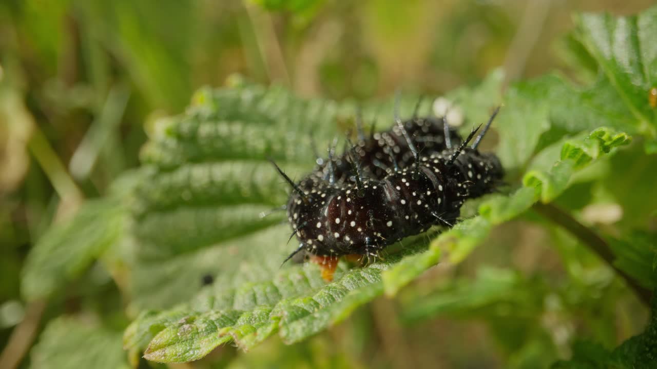 Peacock butterfly caterpillar on green leaf in natural setting