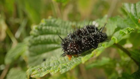 peacock butterfly caterpillar on green leaf in natural setting