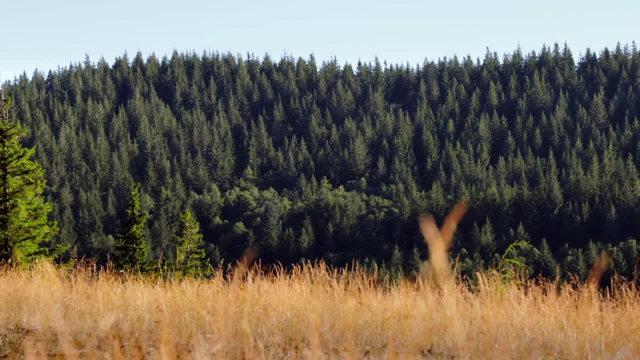 Pan of scenic forest tree ridgeline on clear sunny day