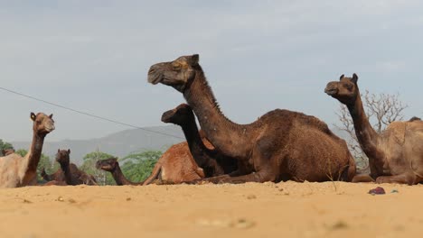 Camels-at-the-Pushkar-Fair,-also-called-the-Pushkar-Camel-Fair-or-locally-as-Kartik-Mela-is-an-annual-multi-day-livestock-fair-and-cultural-held-in-the-town-of-Pushkar-Rajasthan,-India.