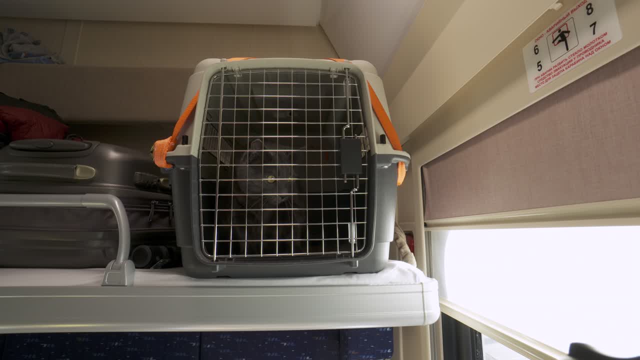 Gray cat in a cage pet carrier near window travelling by train, long distance transportation of a pet.