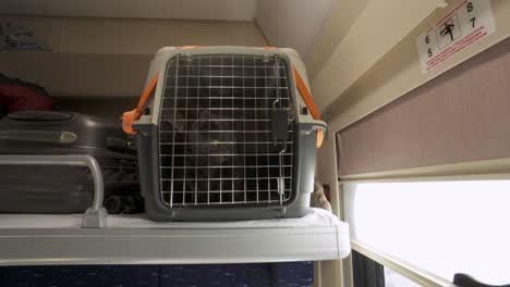 gray cat in a cage pet carrier near window travelling by train, long distance transportation of a pet.