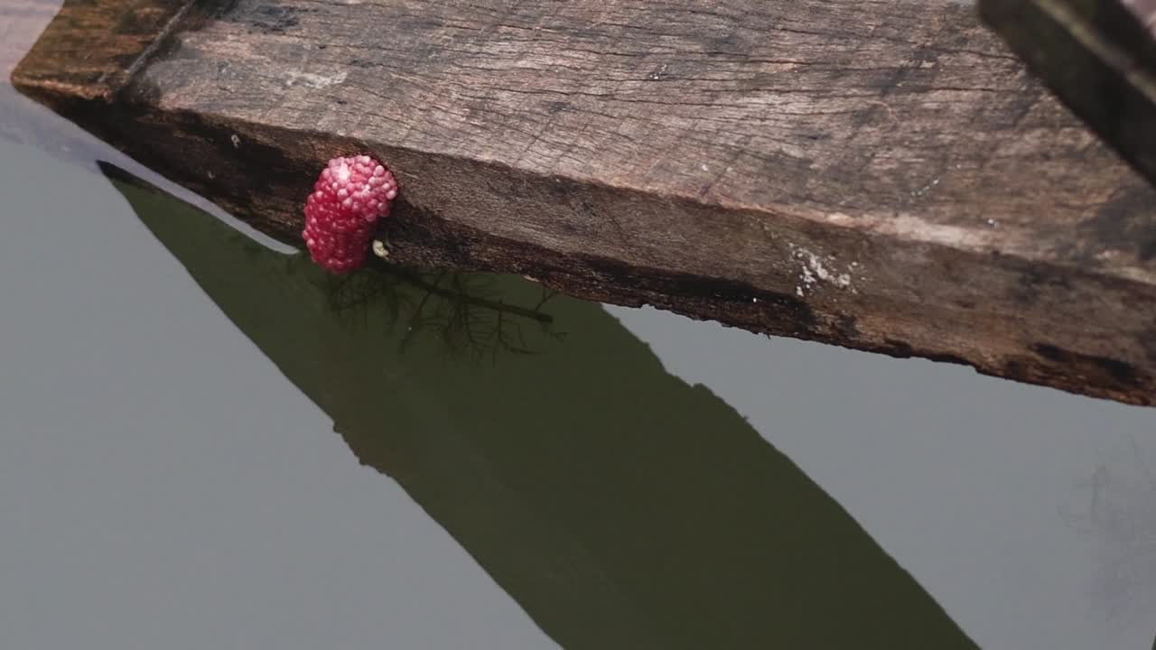A cluster of pink eggs is attached to a wooden plank over a calm water surface.
