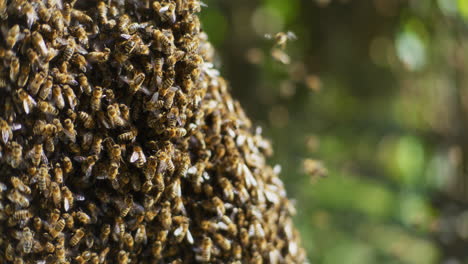 fotografía de cerca de las abejas trabajadoras y un enjambre grande