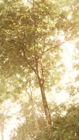 sunbeams shining through the leaves of trees in a forest