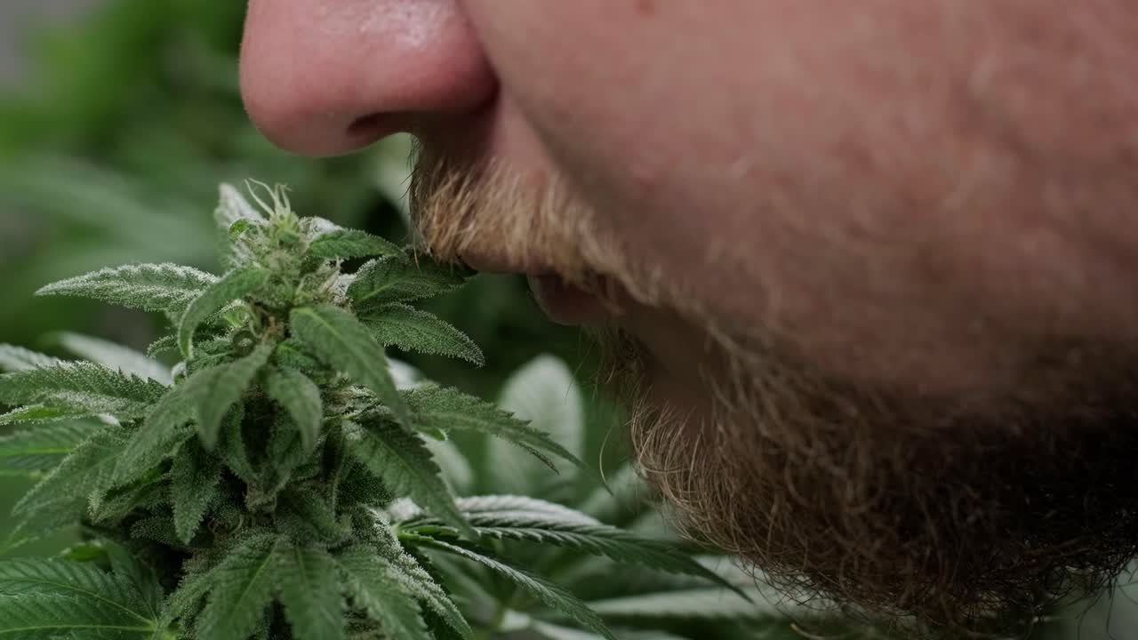 사람 새 새 위 대마초 어리, 휴식의 새 terpene, 성장 대마초 ga