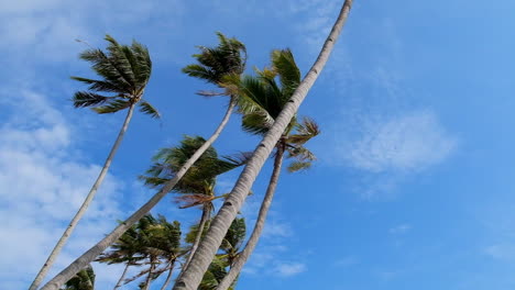 tall coconut trees under blue sky at paliton beach, siquijor, philippines