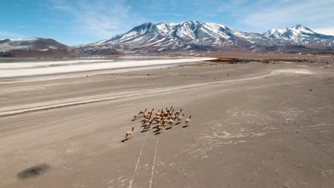 vista aérea de la manada de vicuñas corriendo a través de vastos pisos desérticos alpinos en uyuni, bolivia