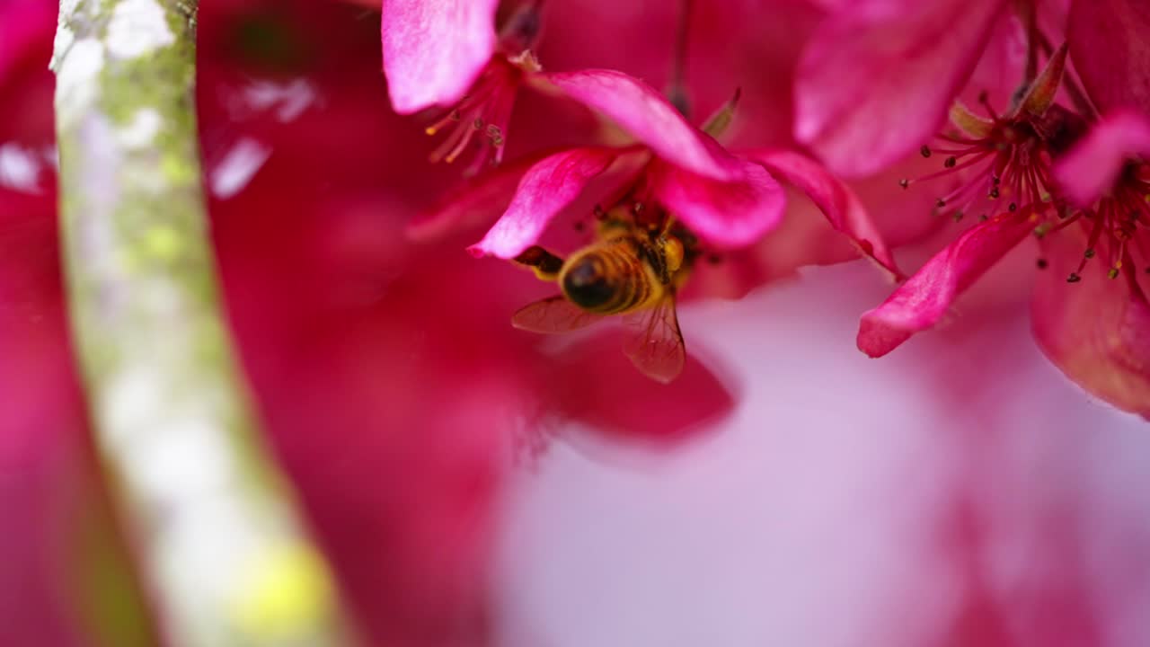 A honey bee with visible pollen sacs is actively pollinating vibrant pink flowers