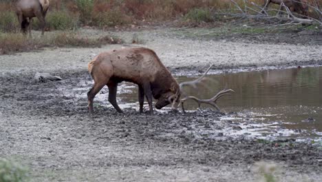 bull elk splashing in the mud