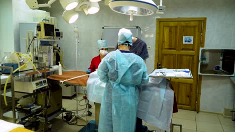 operación quirúrgica de un perro en una clínica veterinaria