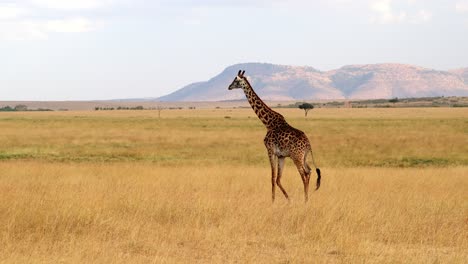jirafa en la sabana africana de masai mara, kenia - en cámara lenta y amplia