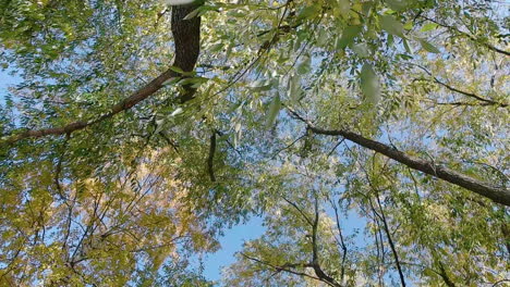 Looking Up at a Canopy of Trees on a Sunny Day