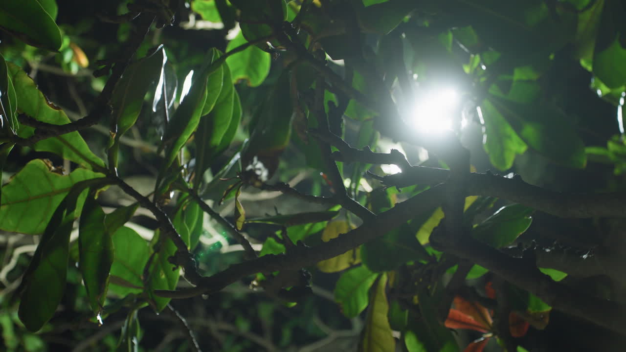 Luz brilhante através de folhas molhadas da ilha, close-up de folhagem tropical lustrosa pingando orvalho, galhos formando um dossel denso, iluminação semelhante a lanternas criando uma atmosfera cinematográfica e melancólica, pequenas gotas.