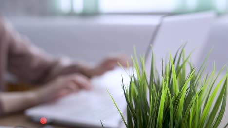la planta en la olla en primer plano. joven estudiante escribir o dibujar en el cuaderno