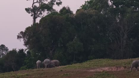 Dos-Individuos-Caminando-Hacia-La-Derecha-Mientras-La-Manada-Está-Ocupada-Extrayendo-Minerales-Para-Alimentarse-Como-Se-Ve-En-El-Lado-Izquierdo,-Elefante-Indio-Elephas-Maximus-Indicus,-Tailandia