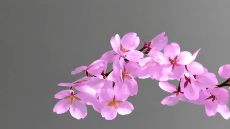 pink cherry blossoms on grey background