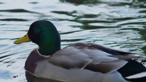 Cerca-De-Pato-Macho-Sentado-En-El-Agua