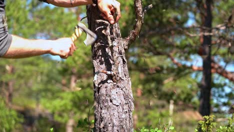 man using a small hiking axe to chop dry branches from pine tree and bark debris flying around - static slow motion clip with harsh sunlight during summer daytime