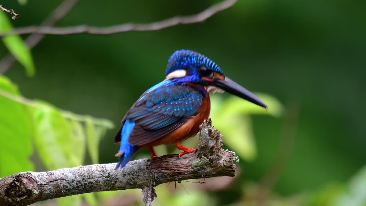 el martín pescador de orejas azules es un pequeño martín pescador que se encuentra en tailandia y es buscado por los fotógrafos de aves debido a sus hermosas orejas azules, ya que es una pequeña, linda y esponjosa bola de plumas azules de un pájaro