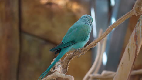 blue color rose-ringed parakeet psittacula krameri perched