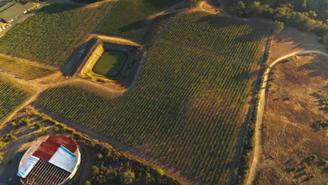 circling over the neat orchards of napa, california, usa. little artificial pond in the middle of vineyards. top view.