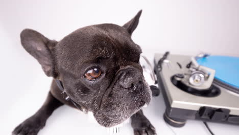 dj french bulldog with headphones and turntables