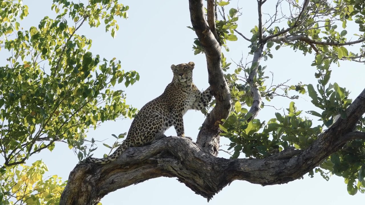 Afrika'da ağaçta boynunu kaşıyan leopar.