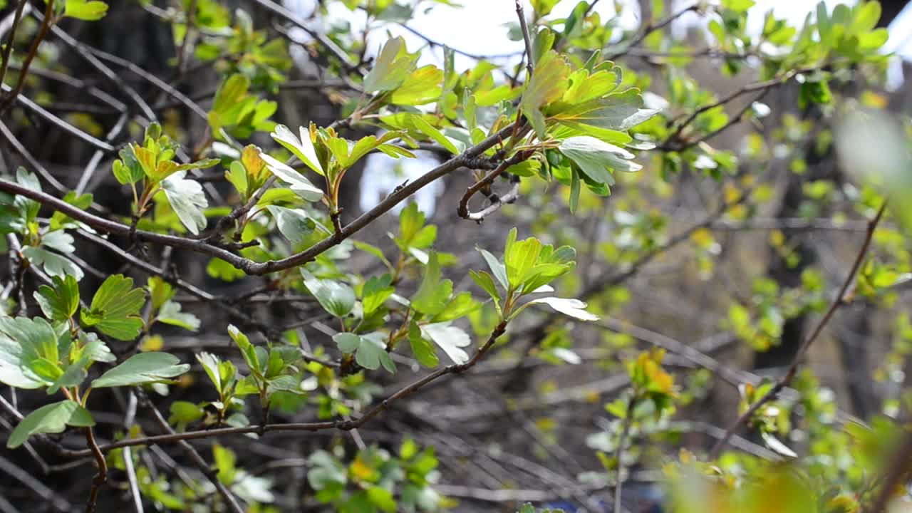 春の撮影。春の葉