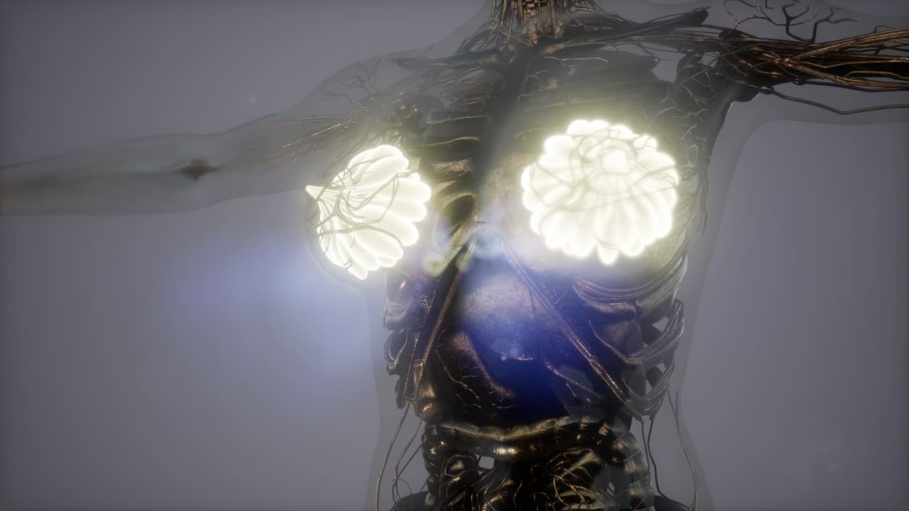 Corpo Humano com Glândula Mamária Visível e Luminosa