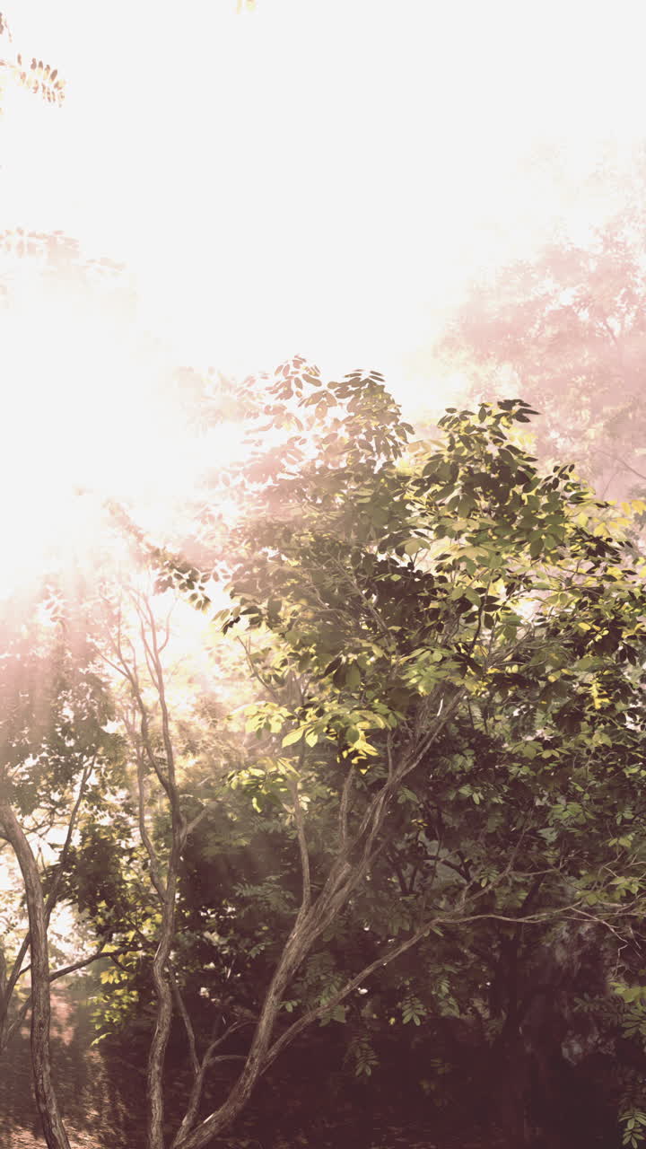 안개 숲의 나무들을 통해 빛나는 빛