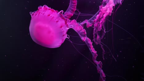 nchanting footage of translucent pink jellyfish drifting gracefully against a deep, dark background. Their delicate tentacles and frilled edges ripple with fluid motion