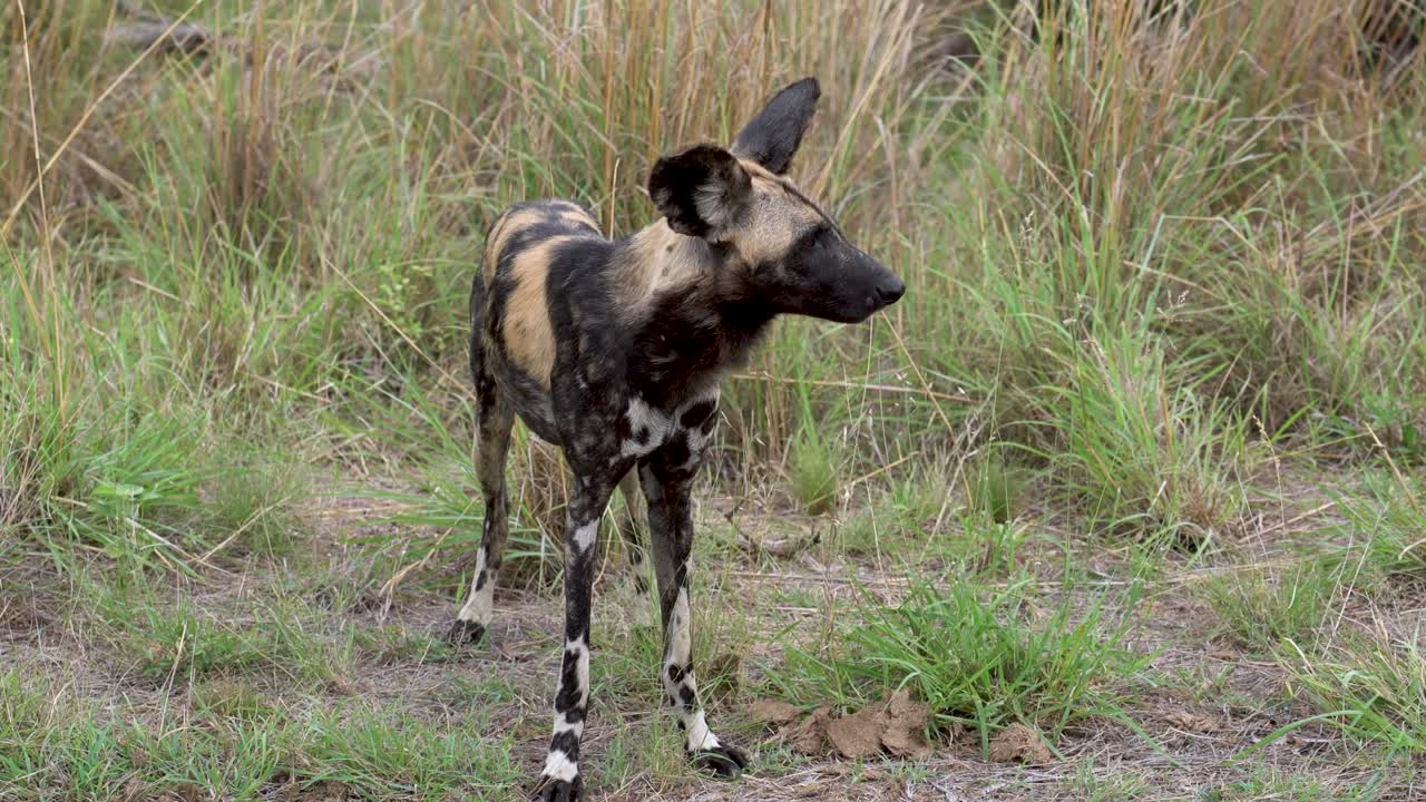 un perro salvaje africano en peligro de extinción de cerca de pie en la hierba y el matorral, parque nacional kruger
