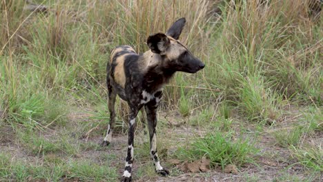 Close-up-of-an-endangered-wild-African-dog-standing-in-grass-and-bushland,-Kruger-national-park