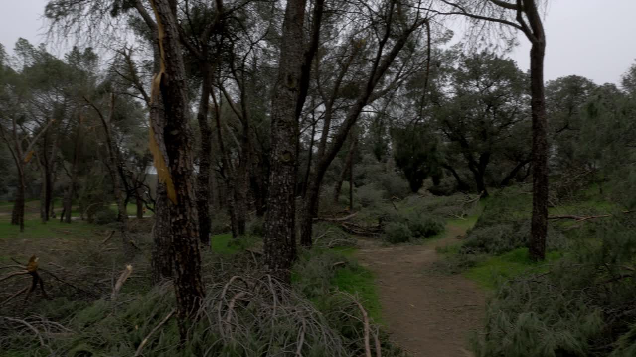 árboles caídos en el parque más grande de madrid casa de campo después de la ventisca de nieve filomena en enero de 2021 con 500 mil árboles afectados