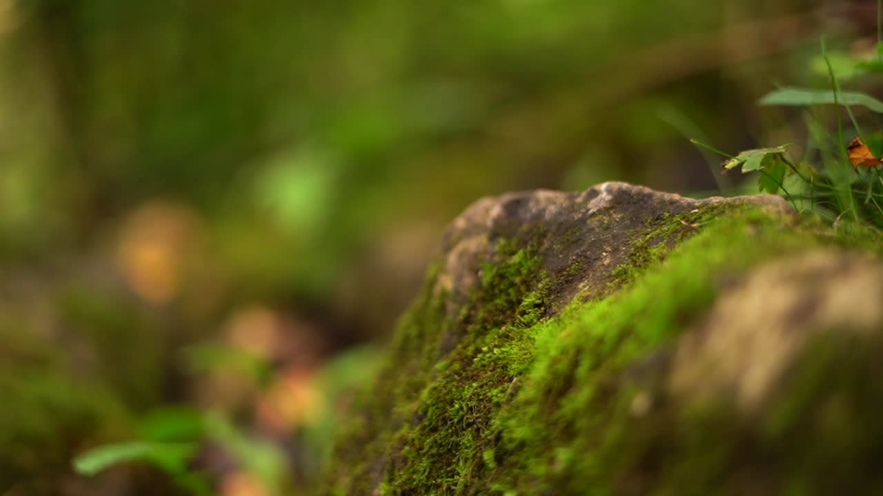Primo piano di muschio su un tronco in una foresta nordamericana