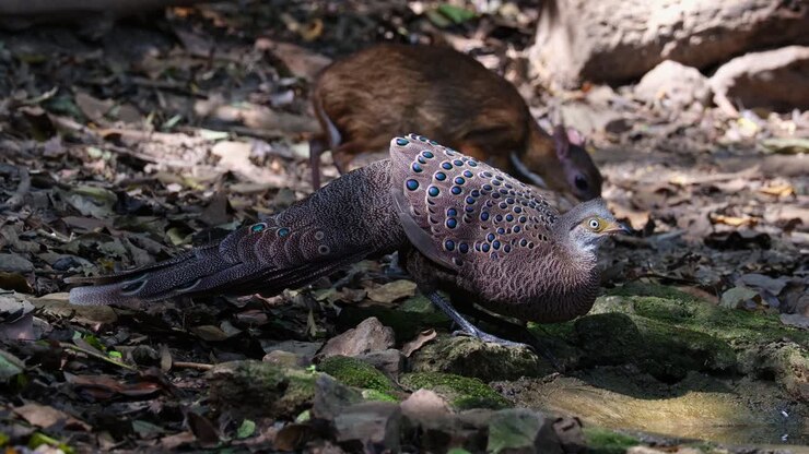 Drinking water while a Lesser Mouse Deer Tragulus kanchil is seen at the background feeding on the ground, Grey peacock-pheasant Polyplectron bicalcaratum, Male, Thailand