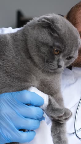 injured cat receiving veterinary care