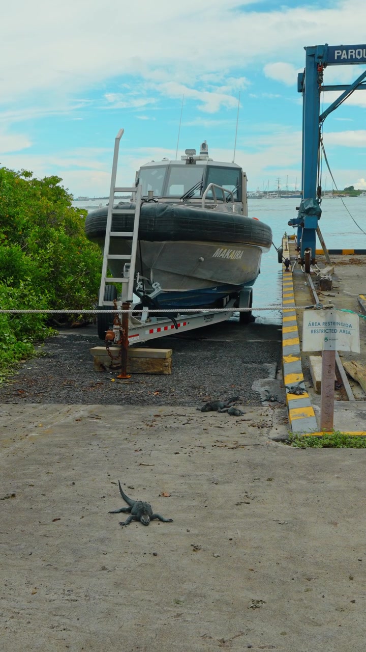 Santo Tomas, Équateur, 1er mai 2026 : Iguanes marins près d'un bateau sur remorque sur une rampe côtière. Les reptiles rampent sur le sol en béton tandis qu'une embarcation motorisée est garée à côté d'une grue bleue sous un ciel partiellement nuageux.