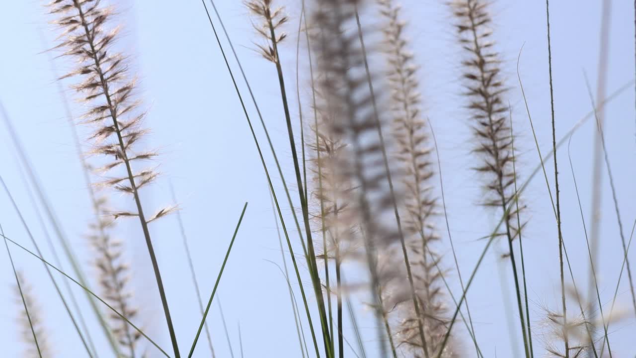 바람에 흔들리는 풀 꽃의 클로즈업