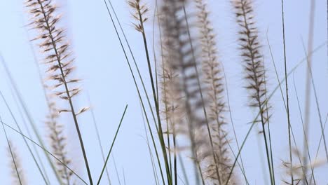 primer plano de las flores de la hierba balanceándose en el viento