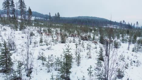 Sami-Reindeer-herd-steadily-crossing-Lapland-winter-mountains,-Sweden---Wide-tracking-pan-top-view