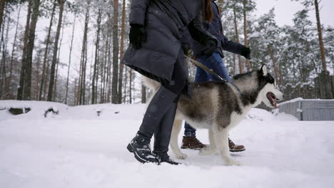 Stilvolles-Junges-Paar,-Das-Sich-An-Einem-Hellen-Tag-Im-Winterpark-In-Der-Nähe-Des-Sees-Mit-Seinem-Freund-Husky-Vergnügt,-Sich-Umarmt-Und-Lächelt