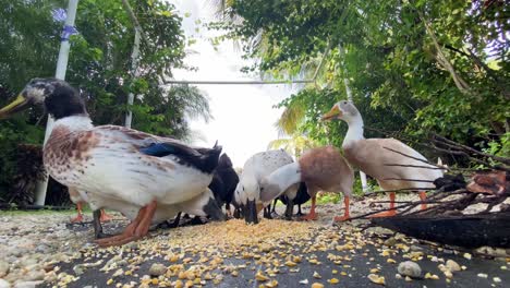 grupo de patos comiendo maíz