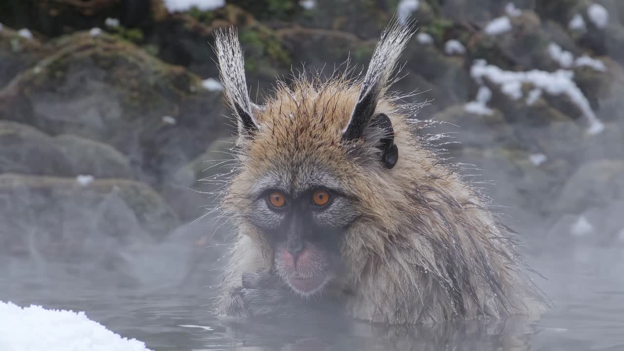 Japanese Snow Monkey in a Hot Spring