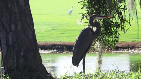 large blue heron stands by stream with small white egret in the background on green grass