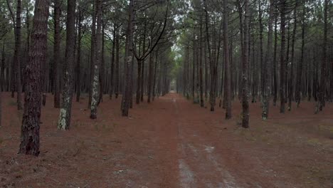 Vista-Aérea-De-Un-Hermoso-Bosque-De-Pinos