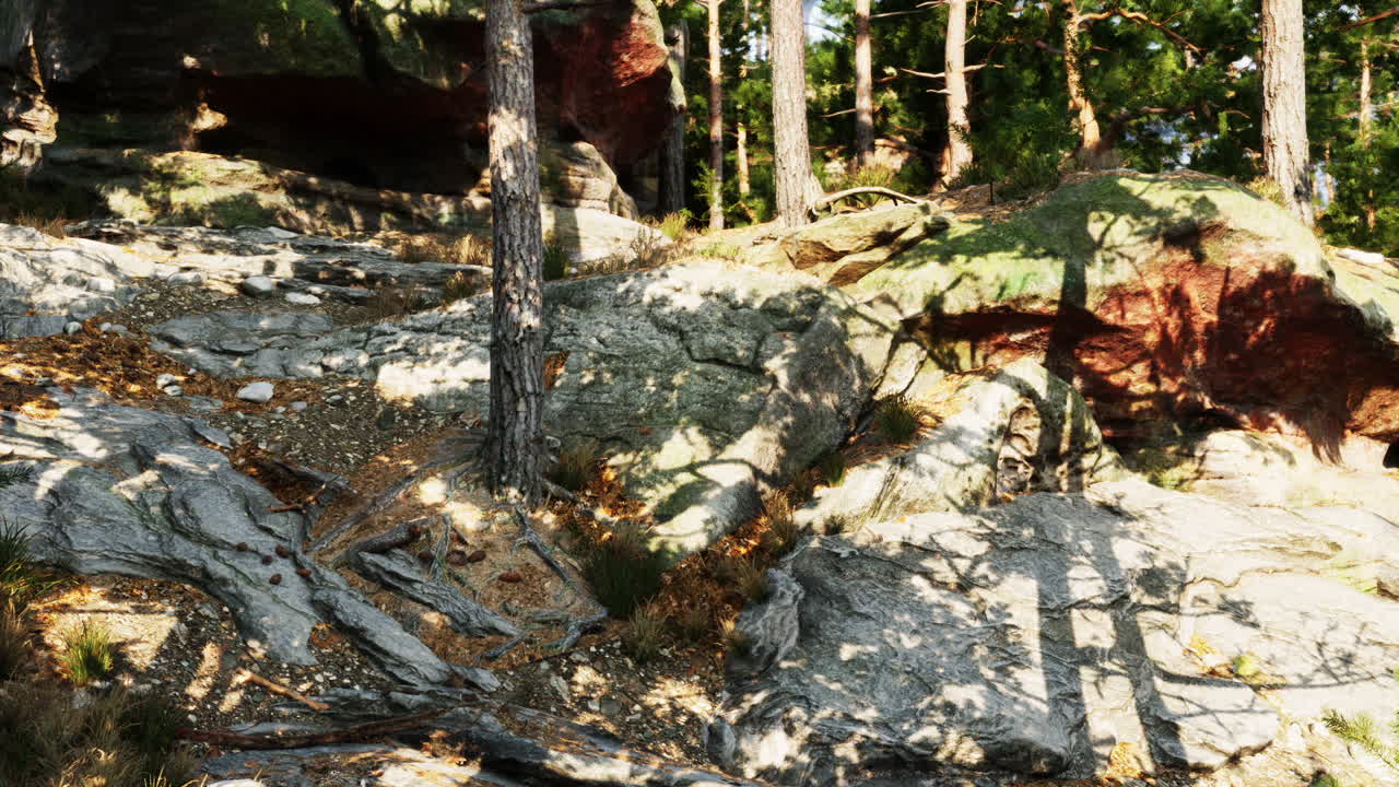 un sendero panorámico a través de un bosque exuberante con pinos altos y rocas escarpadas.