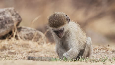 Kleine-Meerkatze,-Die-Kleine-Gräser-Auf-Dem-Boden-Füttert