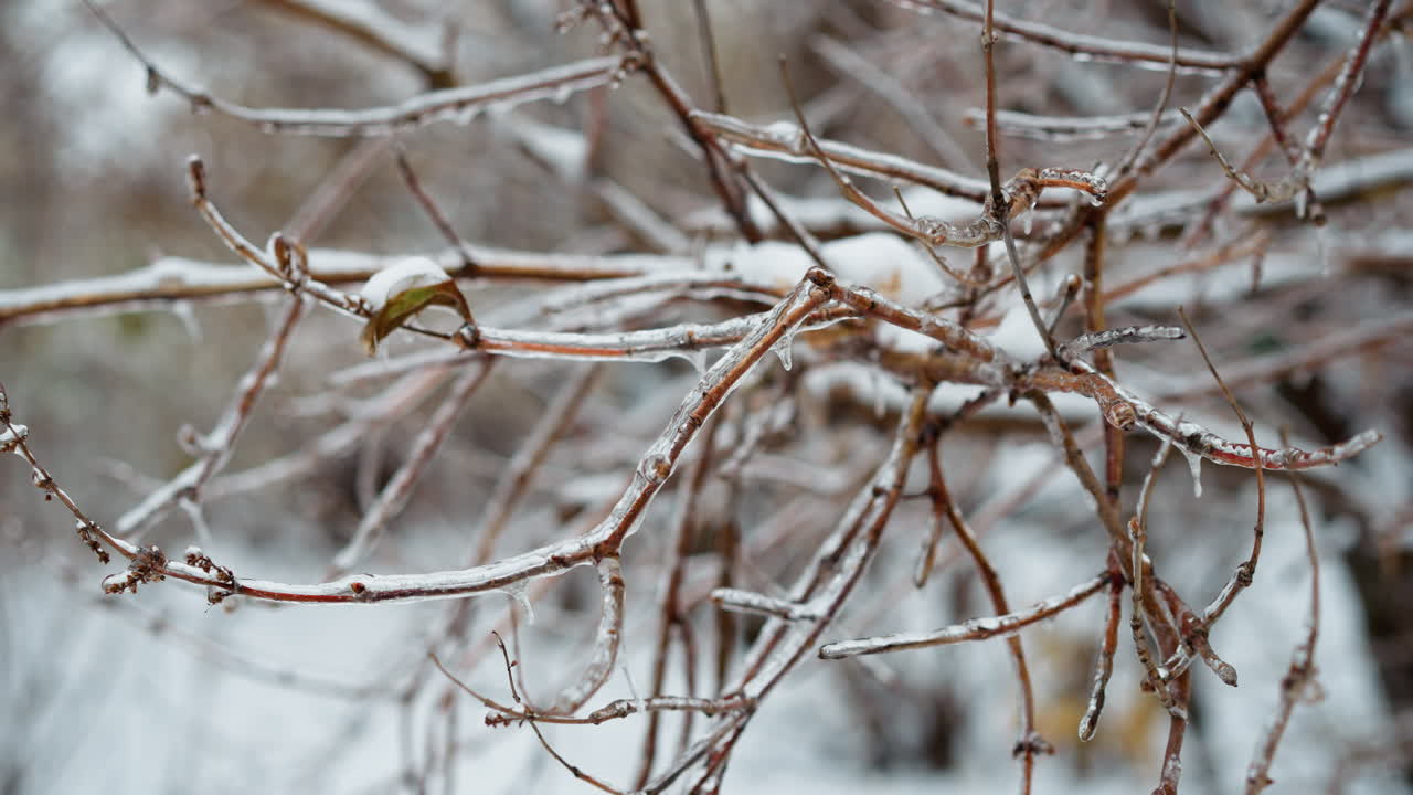 Close-up of a frosted tree branch delicately encased in ice, showcasing intricate icy patterns against a soft snowy background featuring other trees